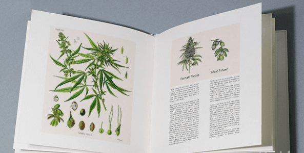 Биология растения конопля