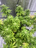 IMG_7160.jpeg