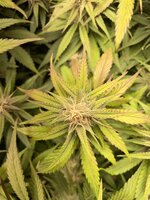 IMG_1179.jpeg
