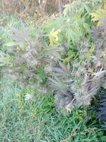 IMG_20251029_090227_779.jpg