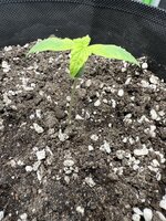 IMG_4816.jpeg