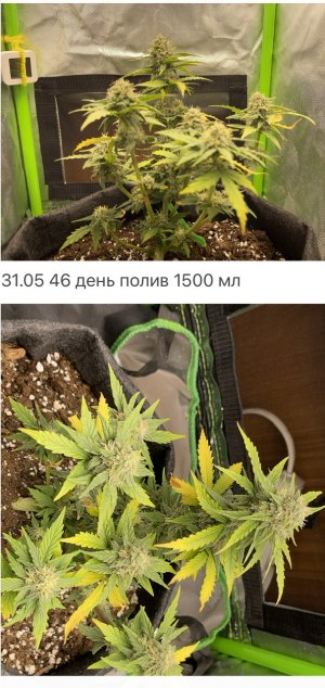 2393212D-1E79-402E-A320-100D3382BF33.jpeg