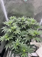 IMG_6642.jpeg