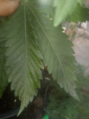 IMG_20220622_095056.jpg