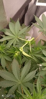 IMG_0036.jpeg