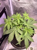 IMG_6914.jpeg