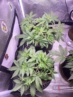 IMG_6932.jpeg