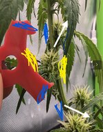IMG_3142.jpeg