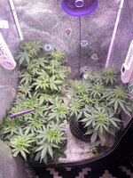 IMG_6998.jpeg