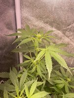 IMG_7013.jpeg