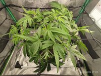 52.jpg
