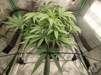 Cookies на буйских, подготовка к Новому году