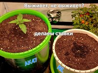 Сияние