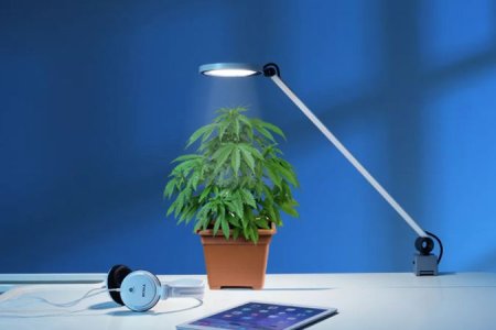 какое освещение нужно для конопли