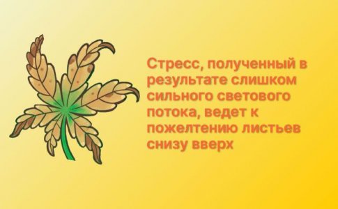 Световой стресс и недостаток освещения