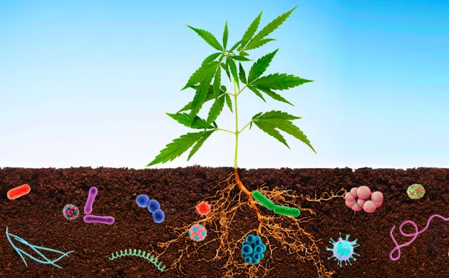 Важность почвенных микробов для конопляного сада