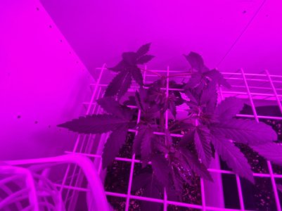 0B018802-465F-4EC8-950B-D50AE2675C35.jpeg