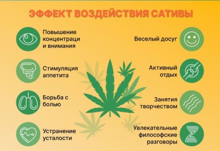 Эффект конопли Сативы