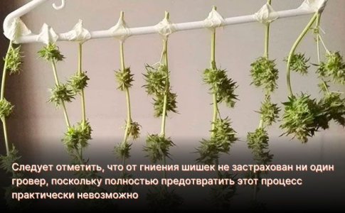 Как предотвратить гниения шишек во время сушки