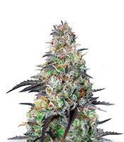 Mimosa-Cake-Auto-mini--fdNxrUyF6GsJctHy__u4S69RjPi2u7SVh5.jpg