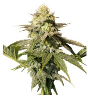 orange sherbet ff.jpg