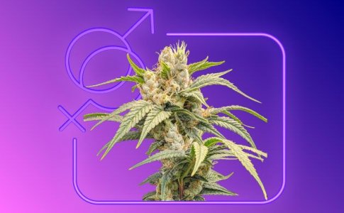 Женская конопля