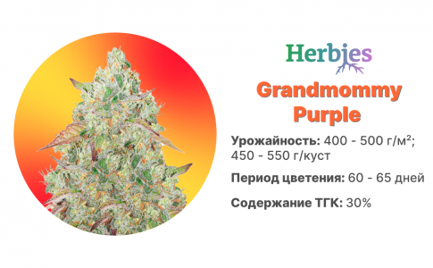 Grandmommy Purple