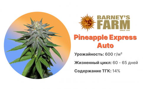 Pineapple Express Auto