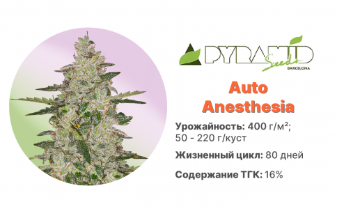 Auto Anesthesia