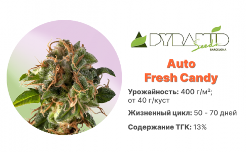 Auto Fresh Candy