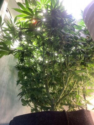 IMG_0789.jpeg